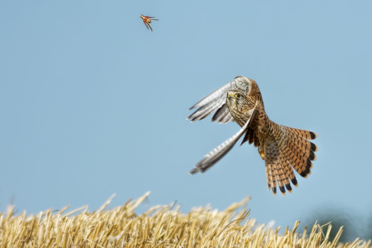 Gheppio (Falco tinnunculus)